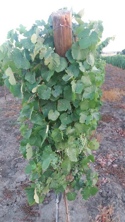 Terras - Agroturismo & Vinhos Μπέχα Εξωτερικό φωτογραφία
