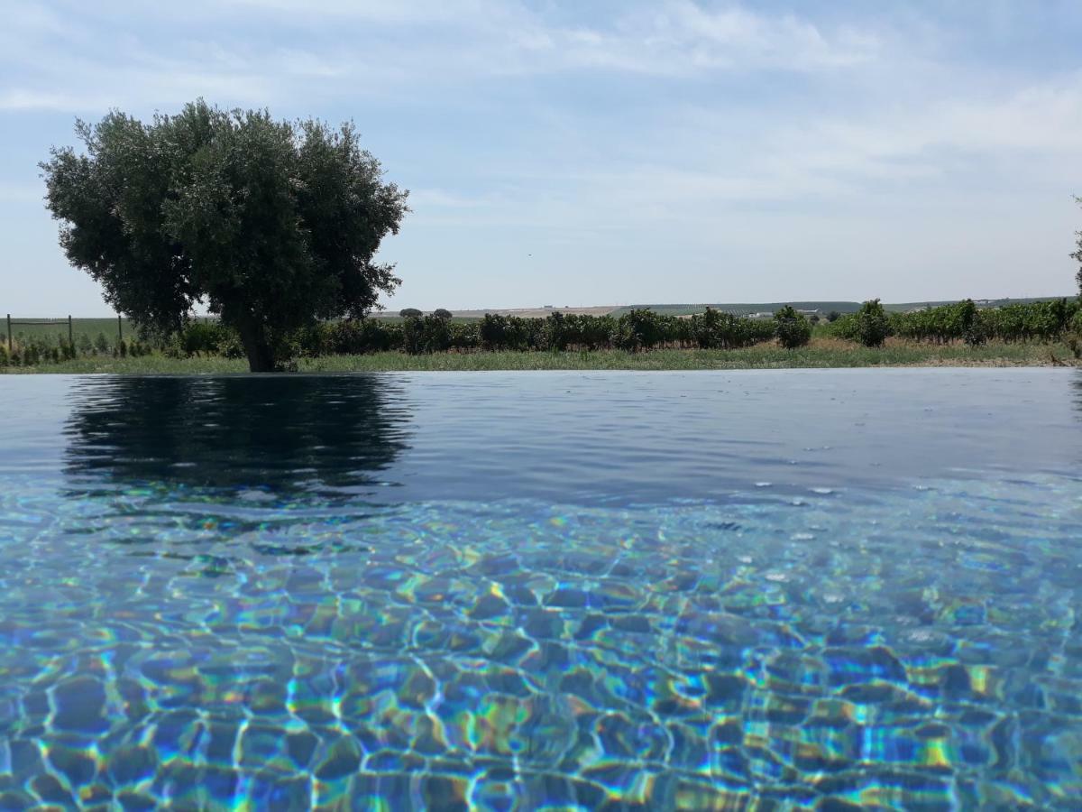 Terras - Agroturismo & Vinhos Μπέχα Εξωτερικό φωτογραφία